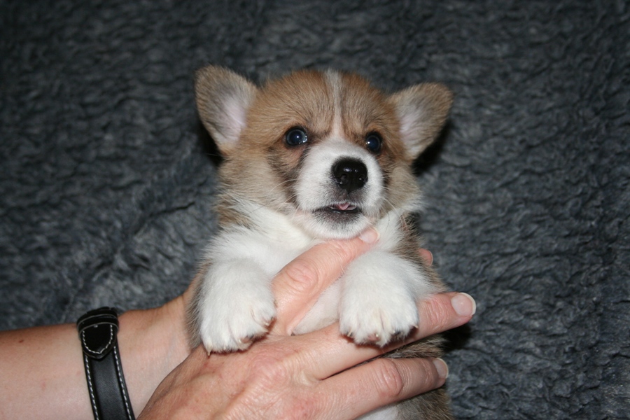 Puppies